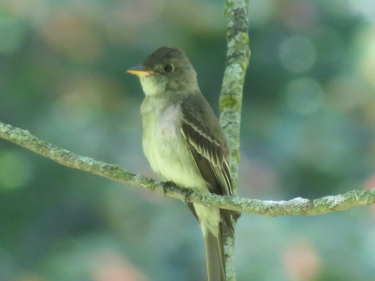 Eastern Wood-Pewee - ML622105916