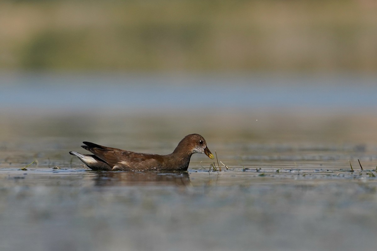 Eurasian Moorhen - ML622105917