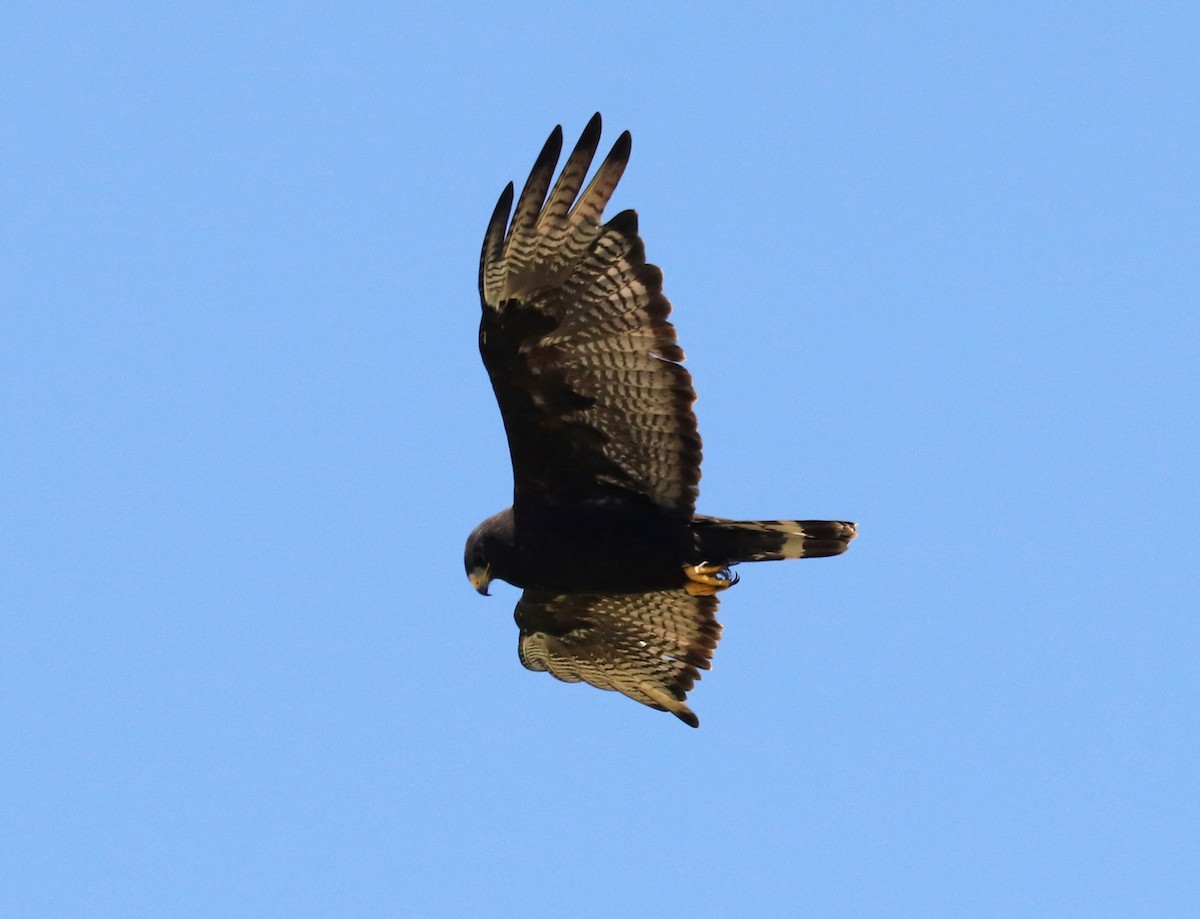 Rußbussard - ML622105918