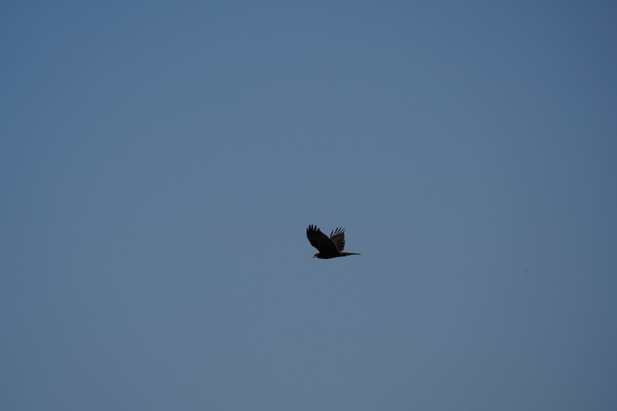 Western Marsh Harrier - ML622105920