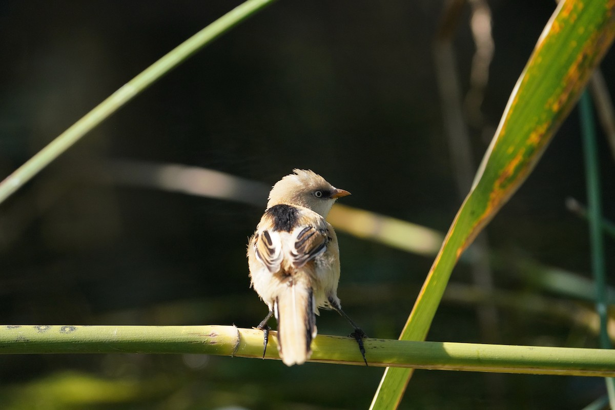 Bearded Reedling - ML622105925