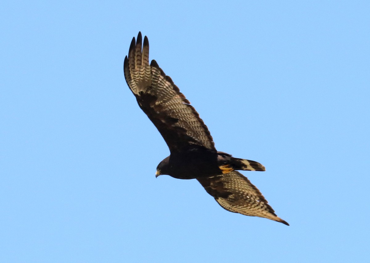 Zone-tailed Hawk - ML622105926