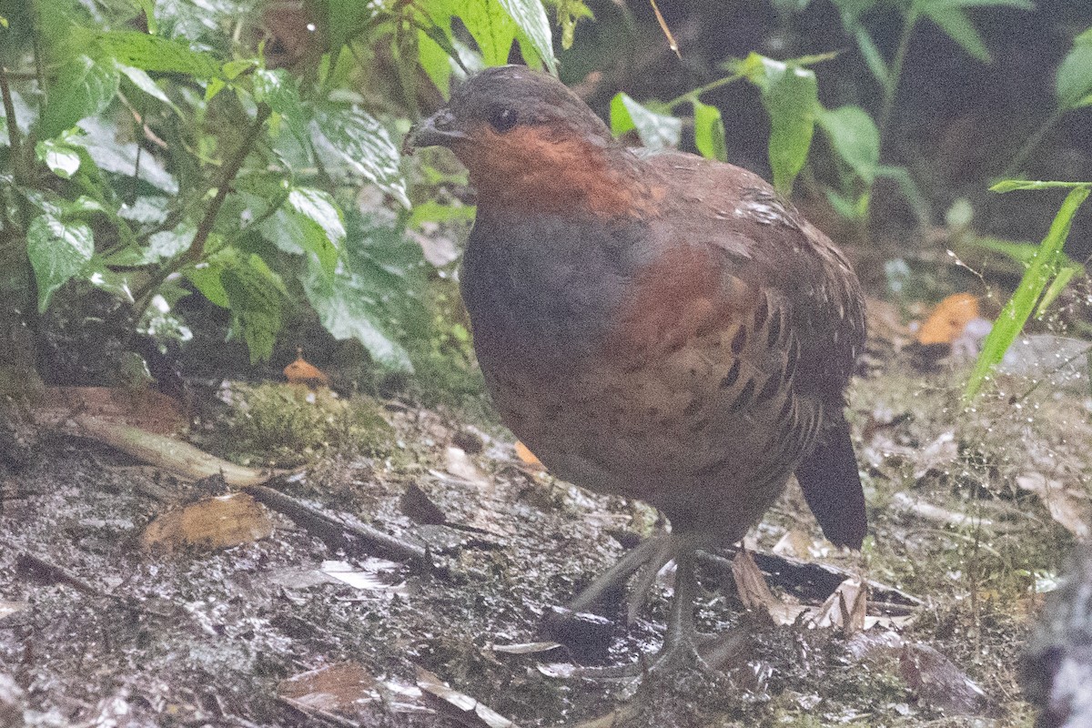 Chinese Bamboo-Partridge - ML622105927