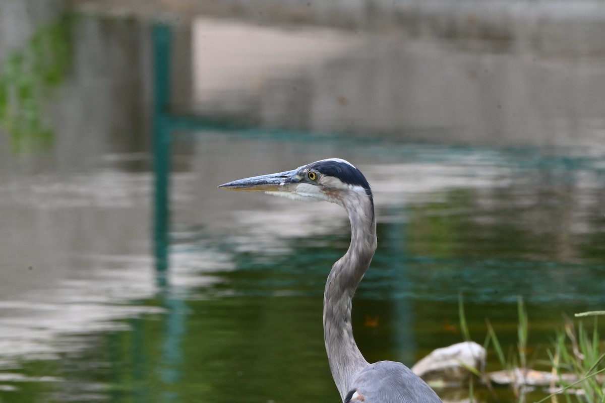 Great Blue Heron - ML622105928