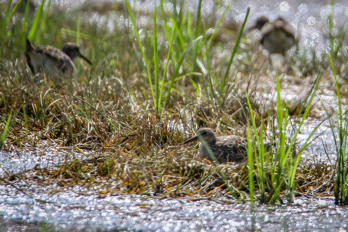 Graubrust-Strandläufer - ML622105929