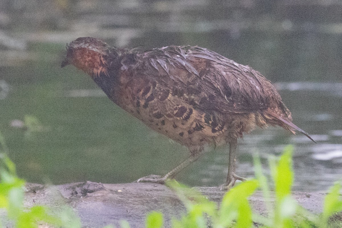 Chinese Bamboo-Partridge - ML622105930