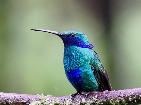 kolibřík modrolící - ML622105931