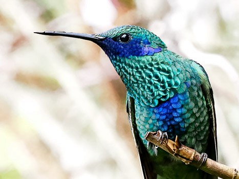 kolibřík modrolící - ML622105932
