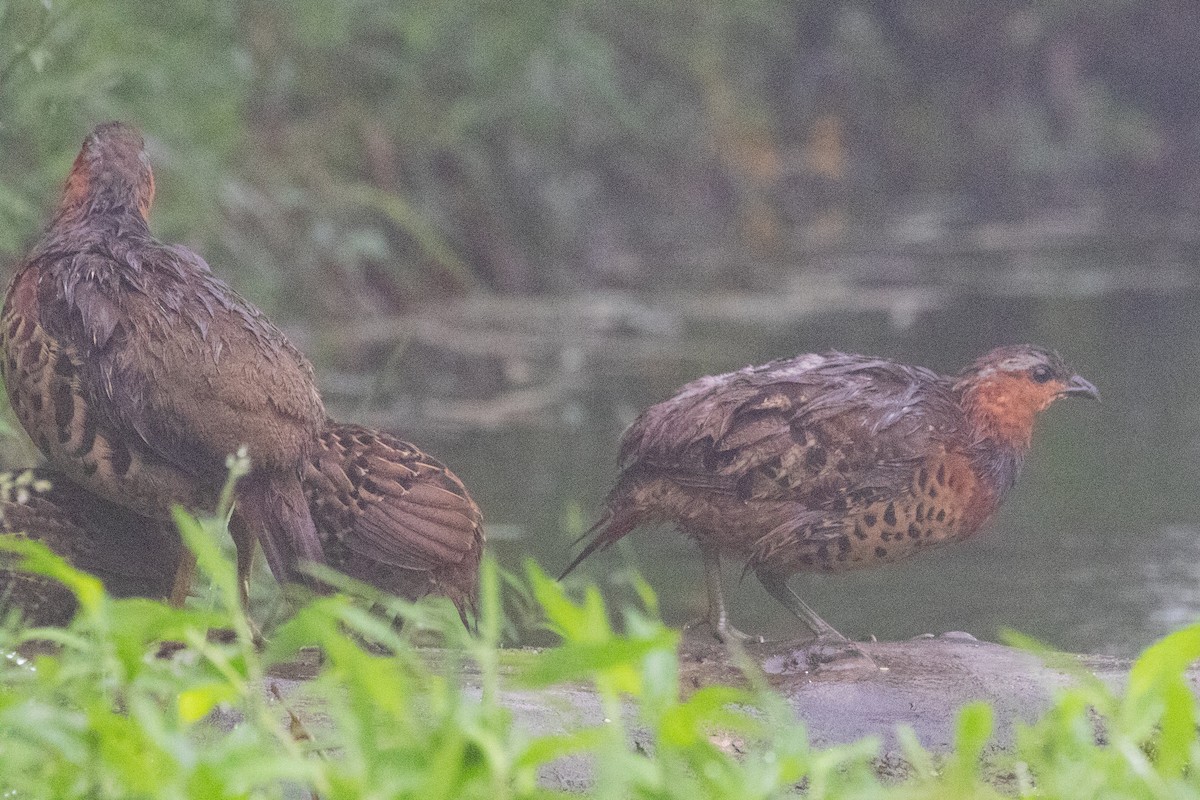 Chinese Bamboo-Partridge - ML622105935