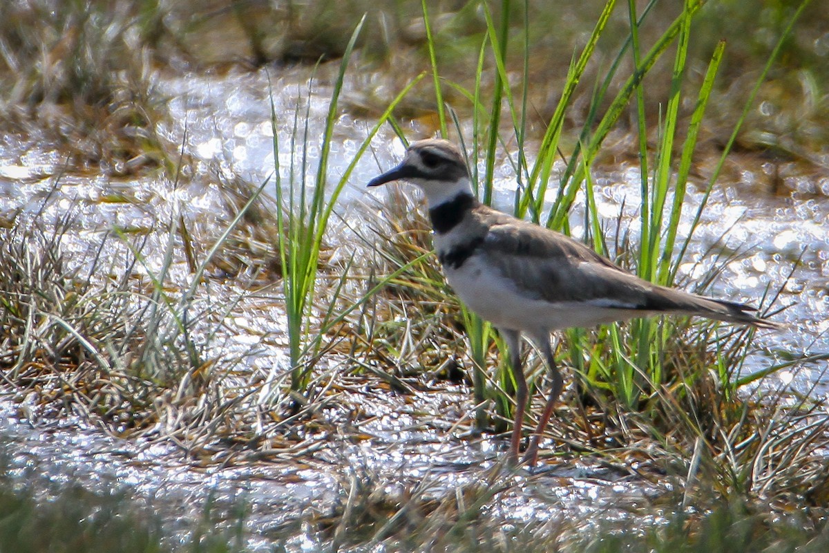 Killdeer - ML622105937