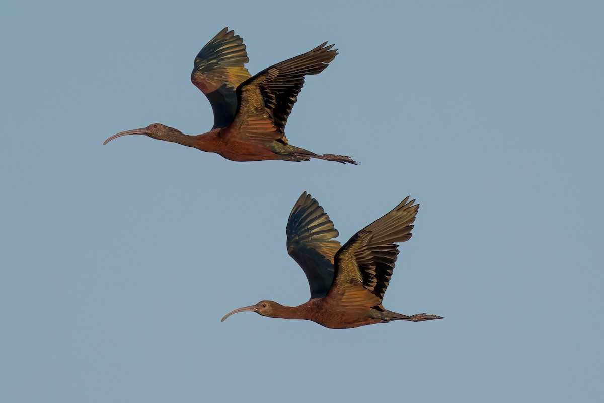 White-faced Ibis - ML622105939