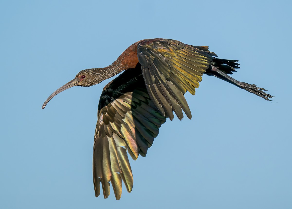 ibis americký - ML622105940