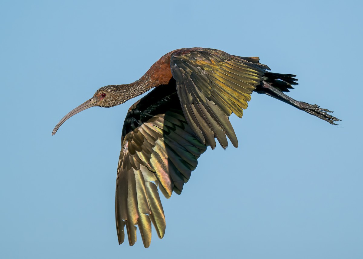 White-faced Ibis - ML622105940