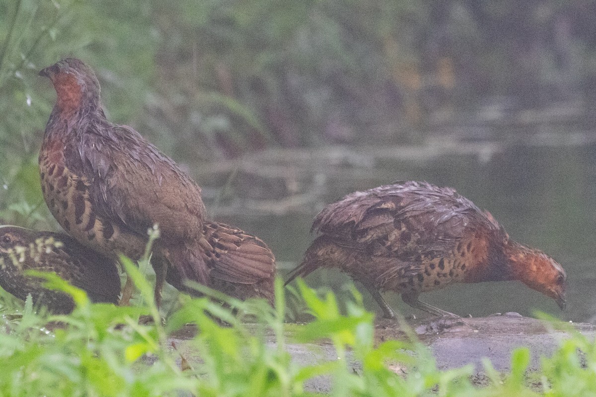 Chinese Bamboo-Partridge - ML622105941