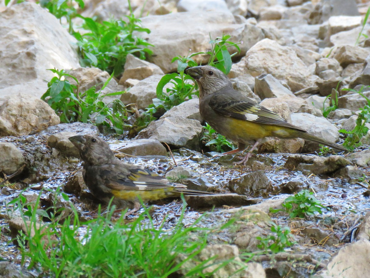 White-winged Grosbeak - ML622105944