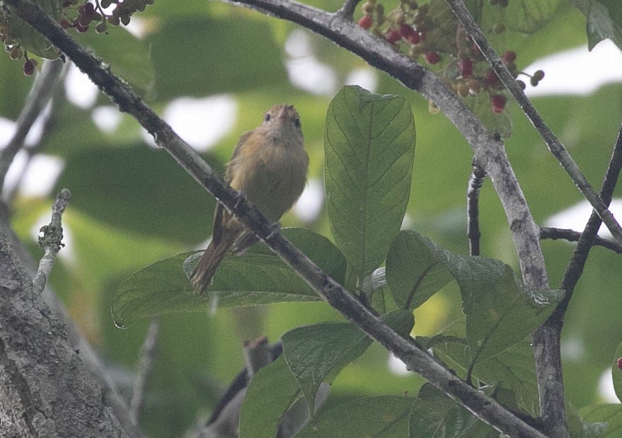 Golden-fronted Greenlet - ML622105945