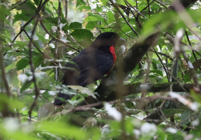 Red-ruffed Fruitcrow - ML622105947