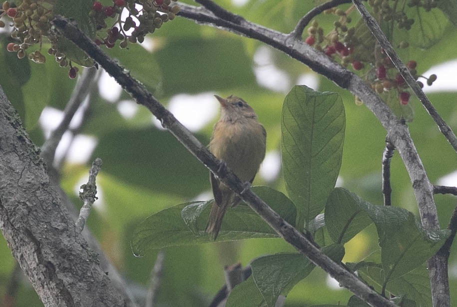 Golden-fronted Greenlet - ML622105948