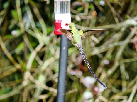 Black-tailed Trainbearer - ML622105949