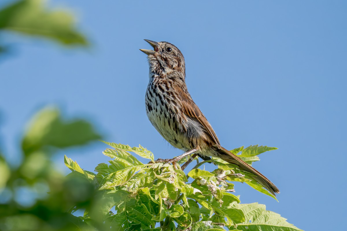 Song Sparrow - ML622105950