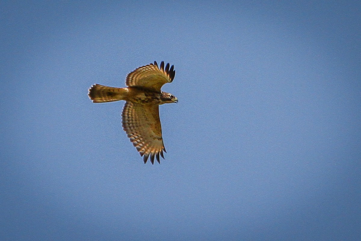 Red-shouldered Hawk - Denise Hargrove