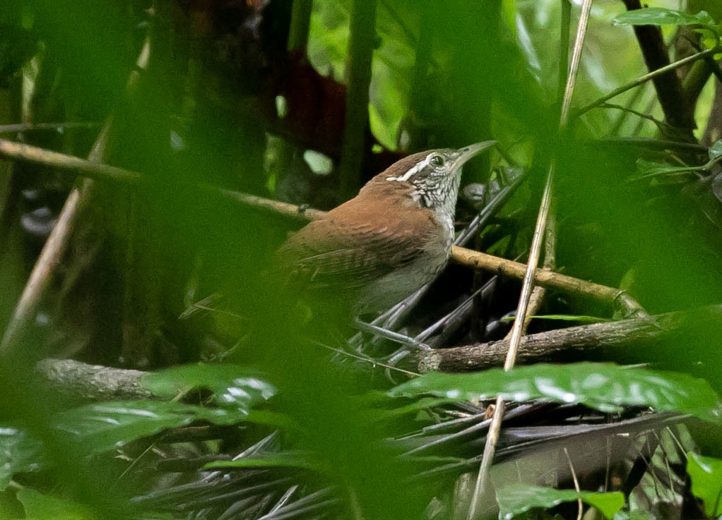 Rufous-and-white Wren - ML622105952