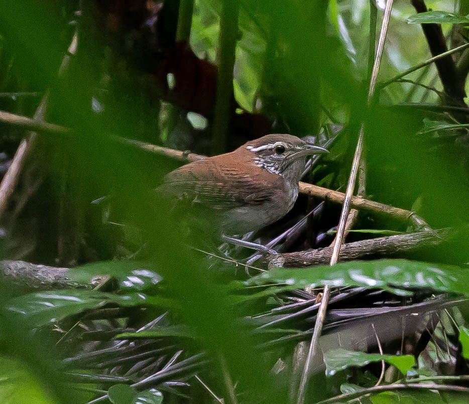 Rufous-and-white Wren - ML622105953