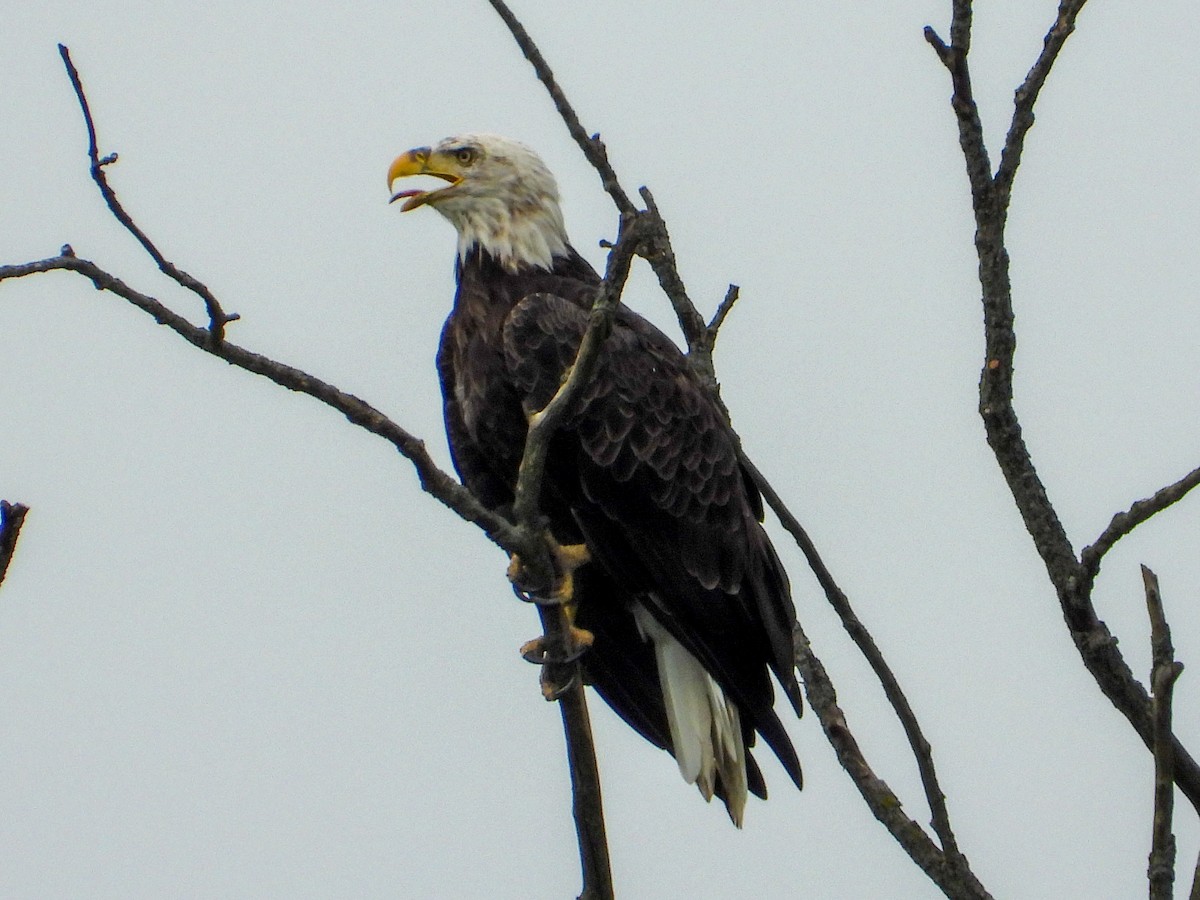 Weißkopf-Seeadler - ML622105954