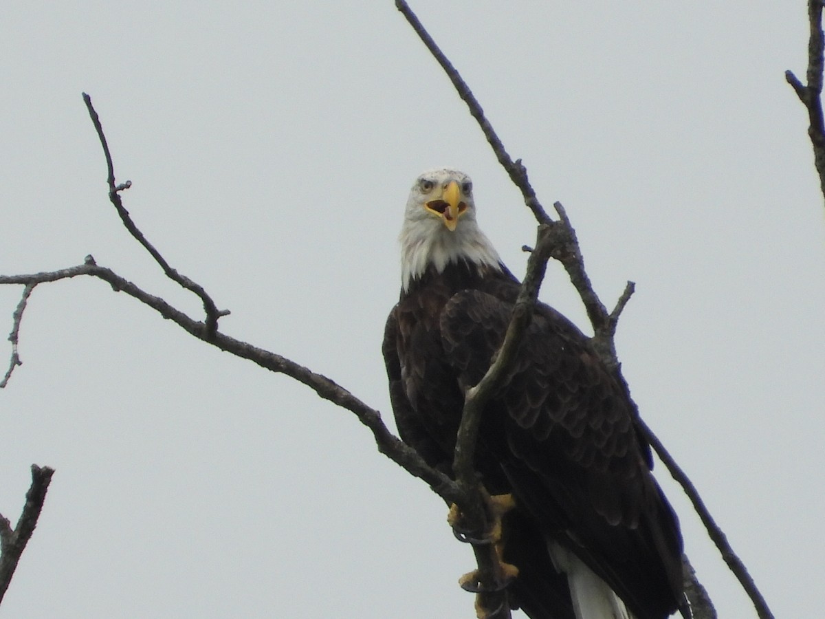 Bald Eagle - Laura Brown