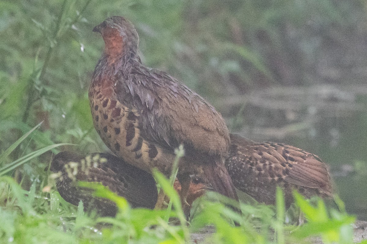 Chinese Bamboo-Partridge - ML622105956