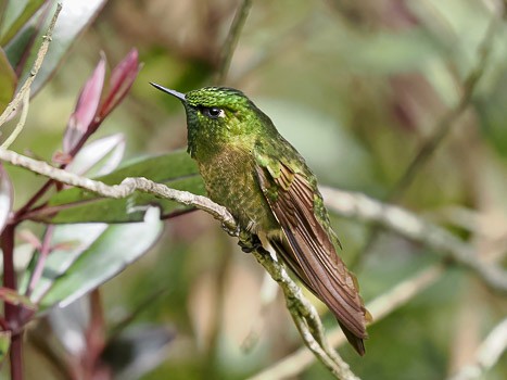 kolibřík dřišťálový - ML622105958