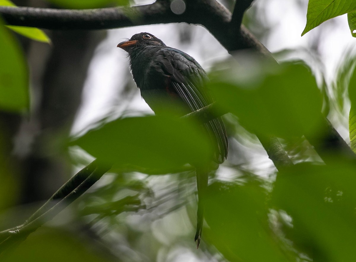 Slaty-tailed Trogon - Larry Schmahl