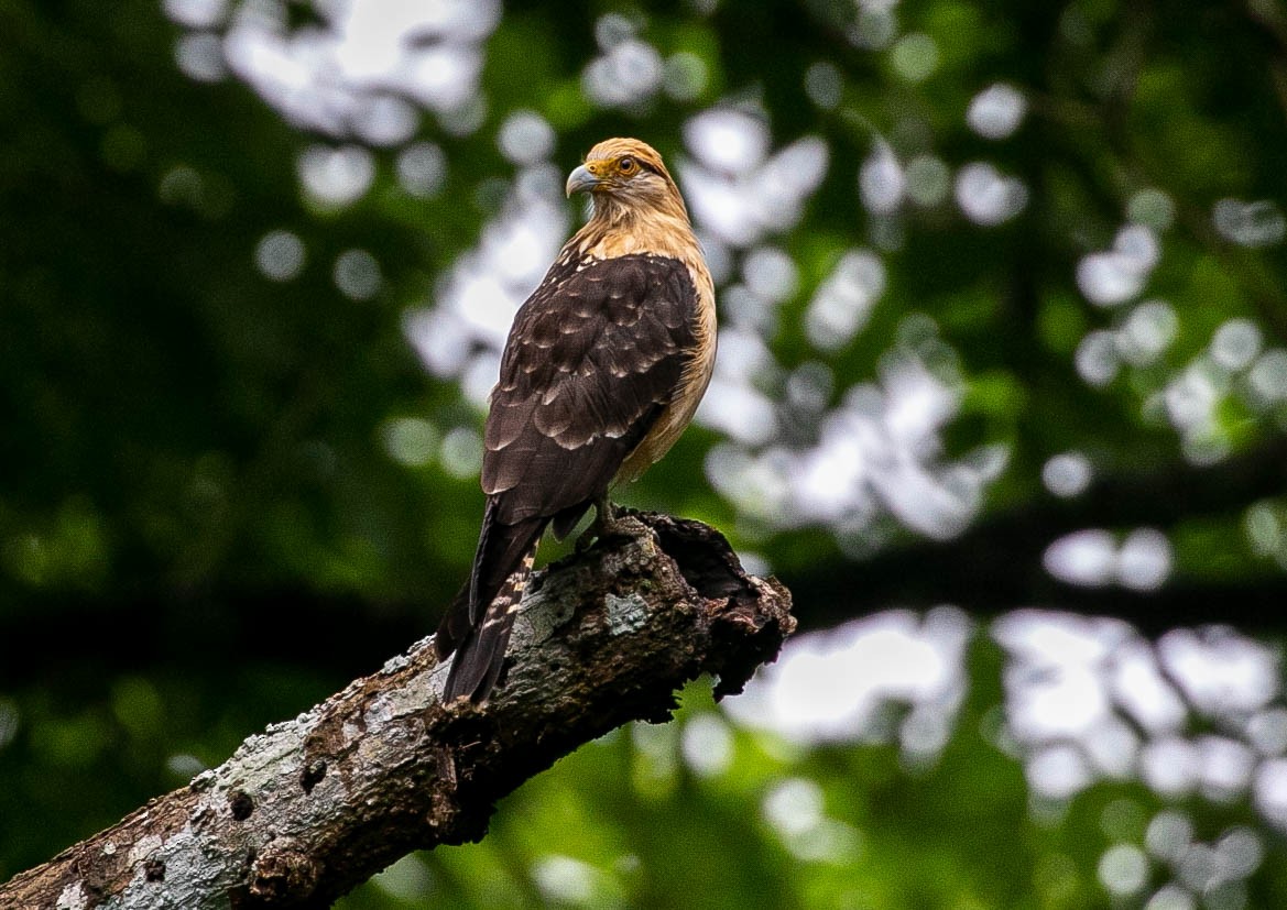 Caracara à tête jaune - ML622105969