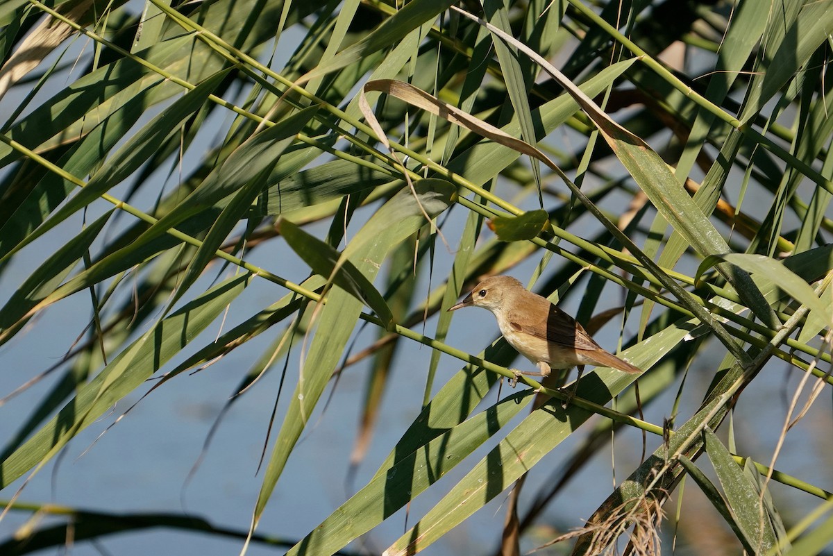 Common Reed Warbler - Irina M