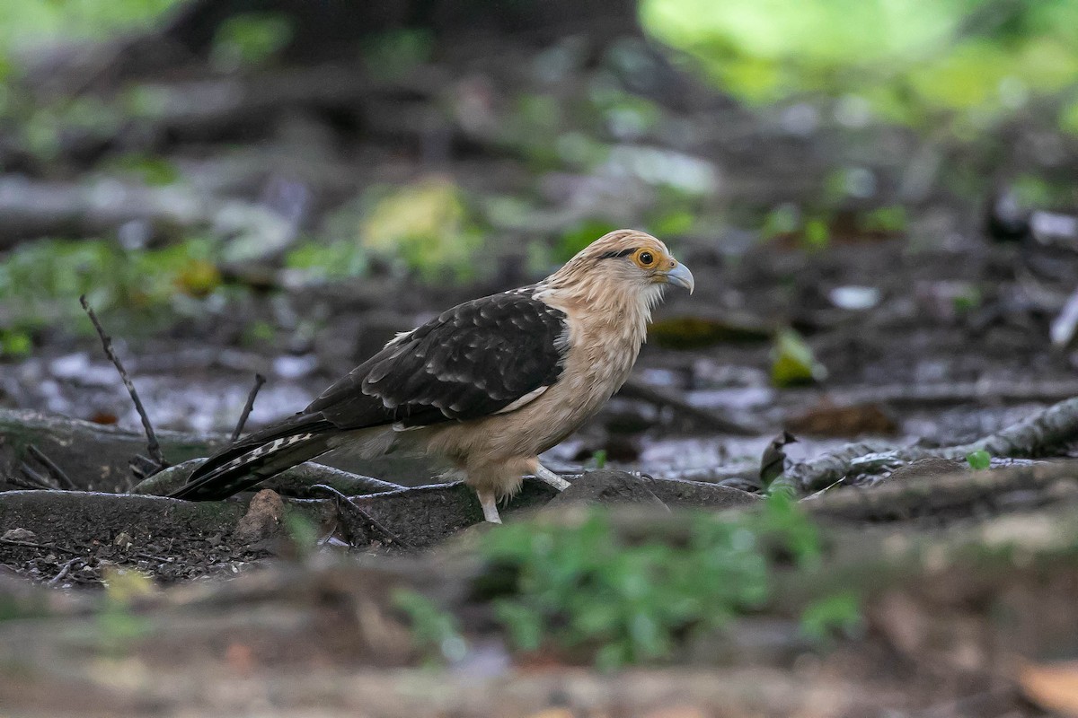 Yellow-headed Caracara - ML622105972