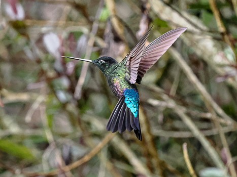 Blue-throated Starfrontlet - Jack Stephens