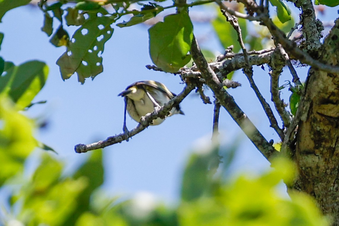 Black-capped Vireo - ML622105986