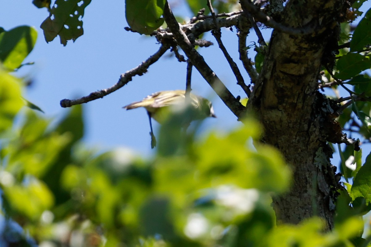 Black-capped Vireo - ML622105987