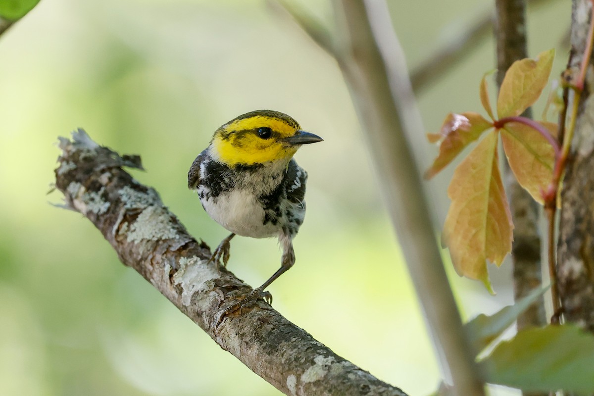 Golden-cheeked Warbler - ML622105993