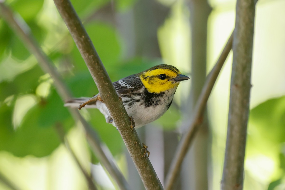 Golden-cheeked Warbler - Tom Feild