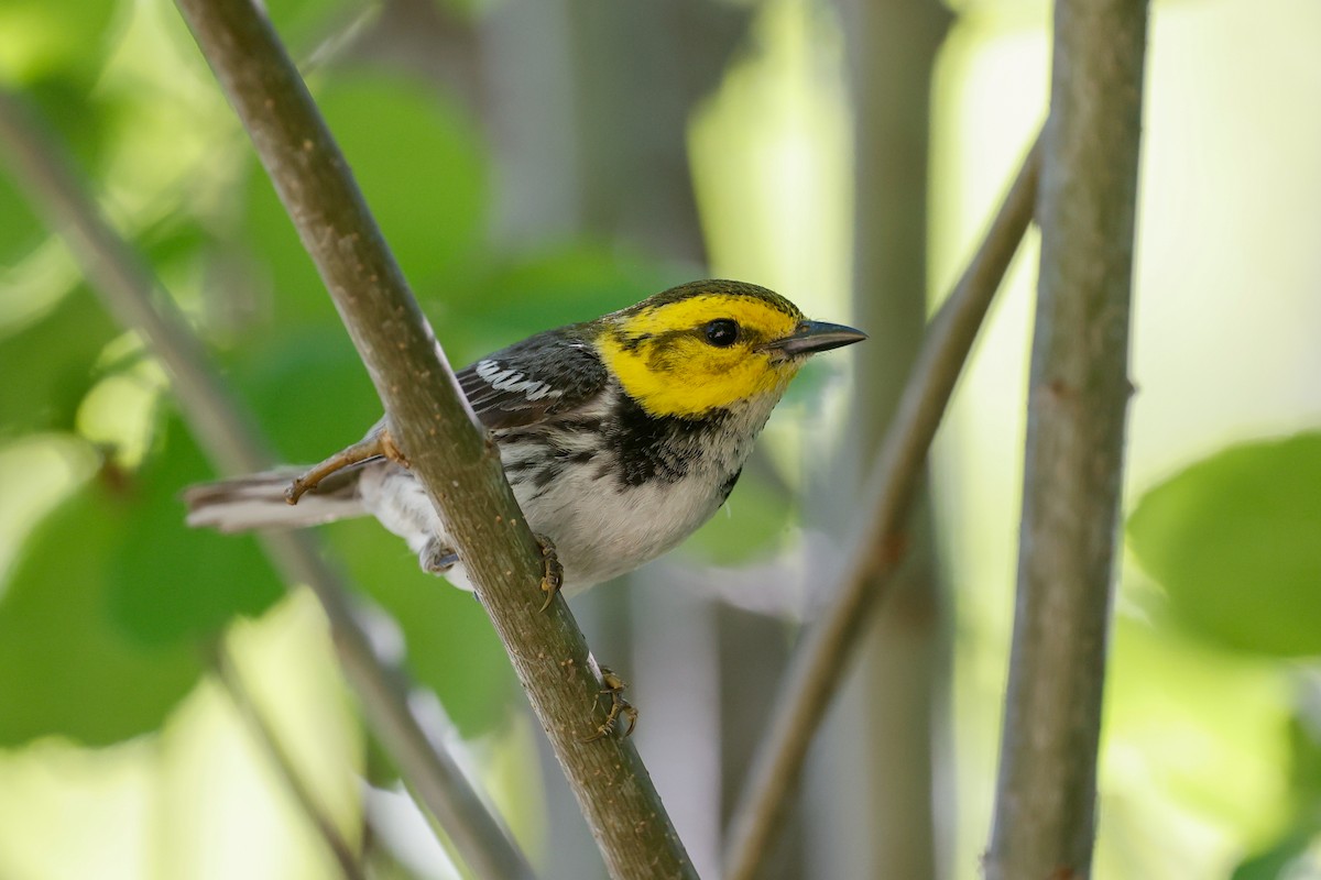 Golden-cheeked Warbler - ML622105995