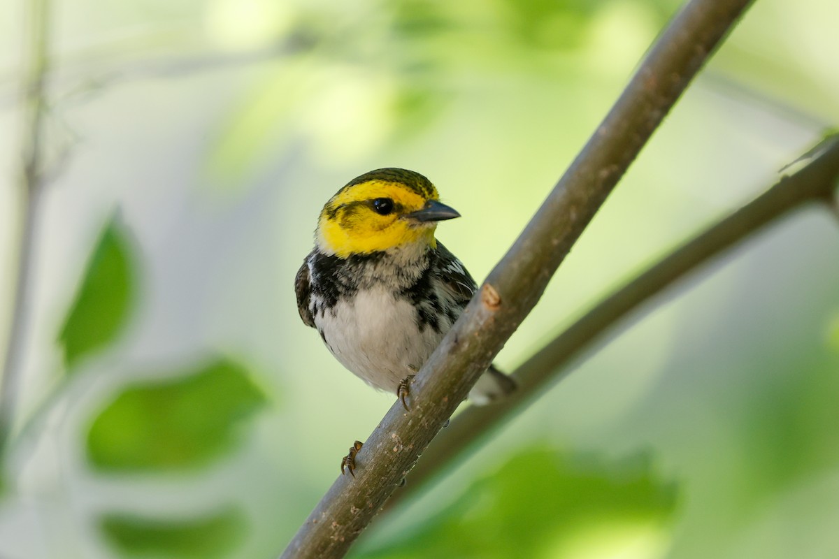 Golden-cheeked Warbler - Tom Feild