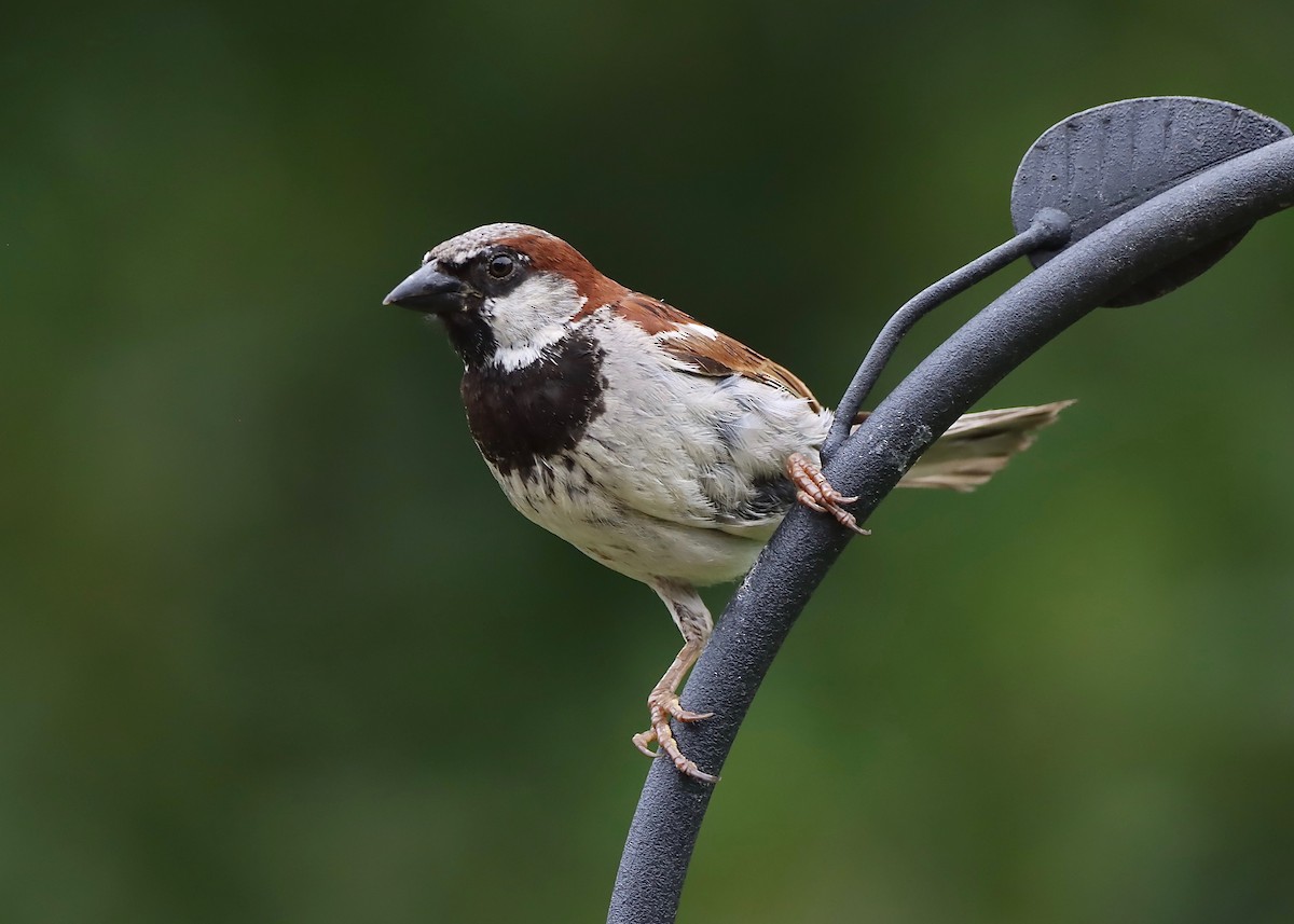 House Sparrow - ML622106039