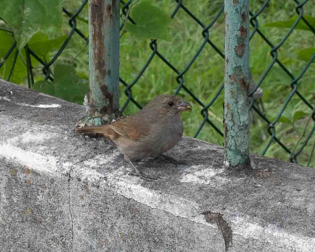 Barbados Bullfinch - ML622106047