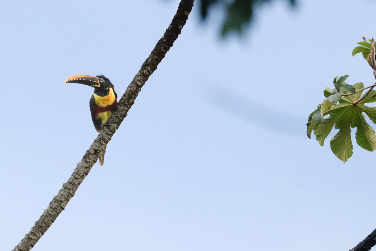 Chestnut-eared Aracari - ML622106068