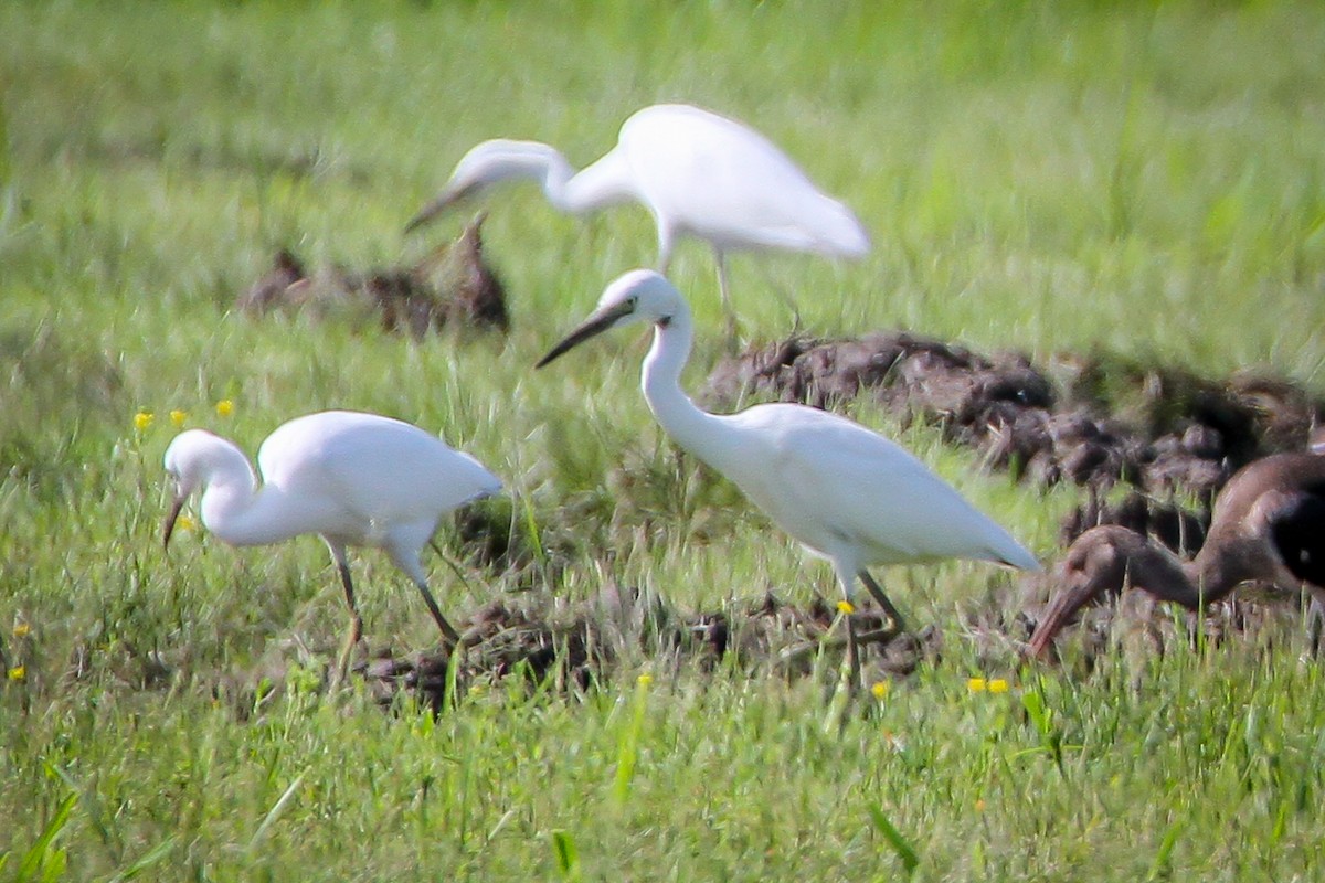 Little Blue Heron - Denise Hargrove