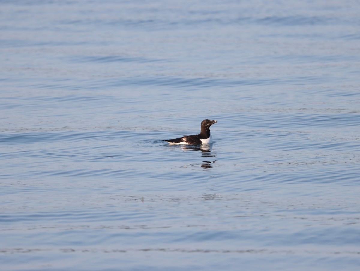 Razorbill - ML622106072