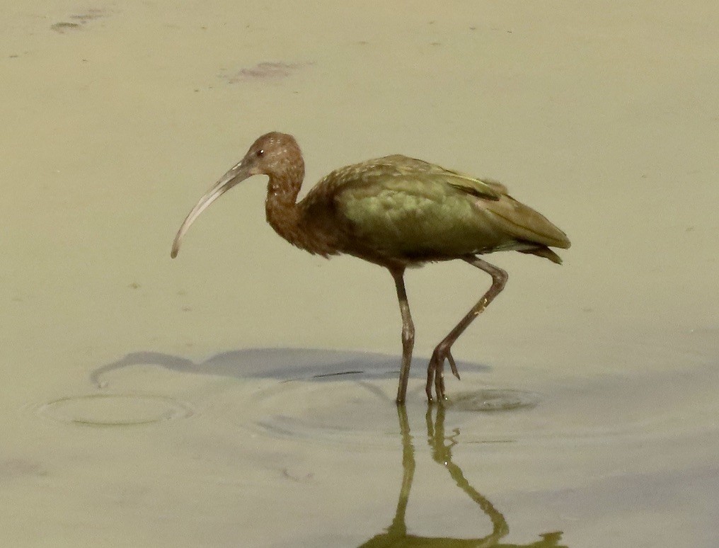 White-faced Ibis - ML622106073