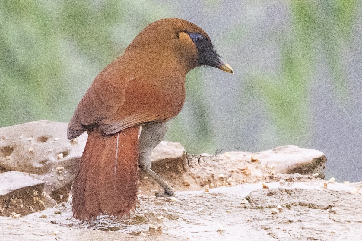 Buffy Laughingthrush - ML622106074