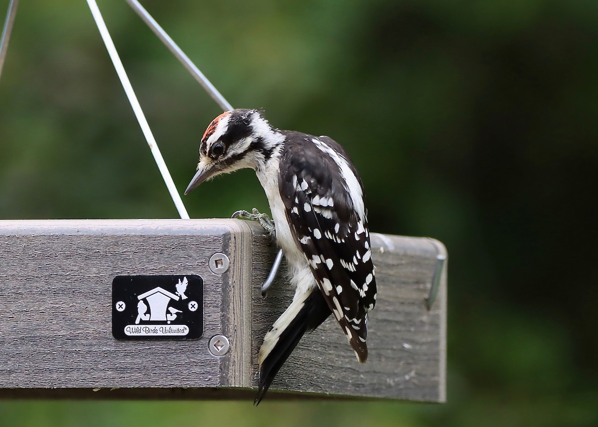 Downy Woodpecker - ML622106075